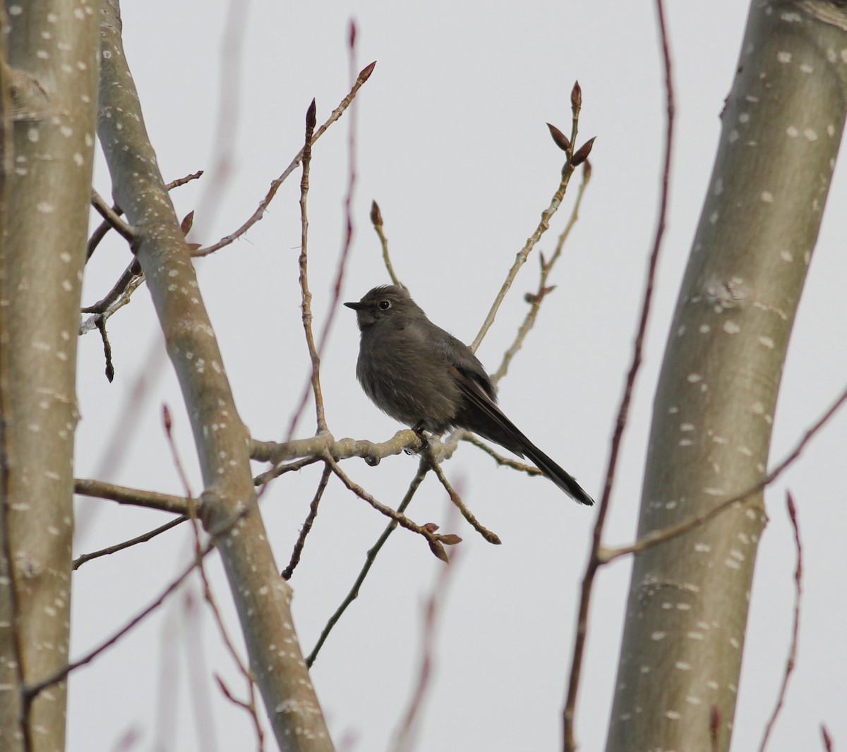 Townsend's Solitaire - ML48111011