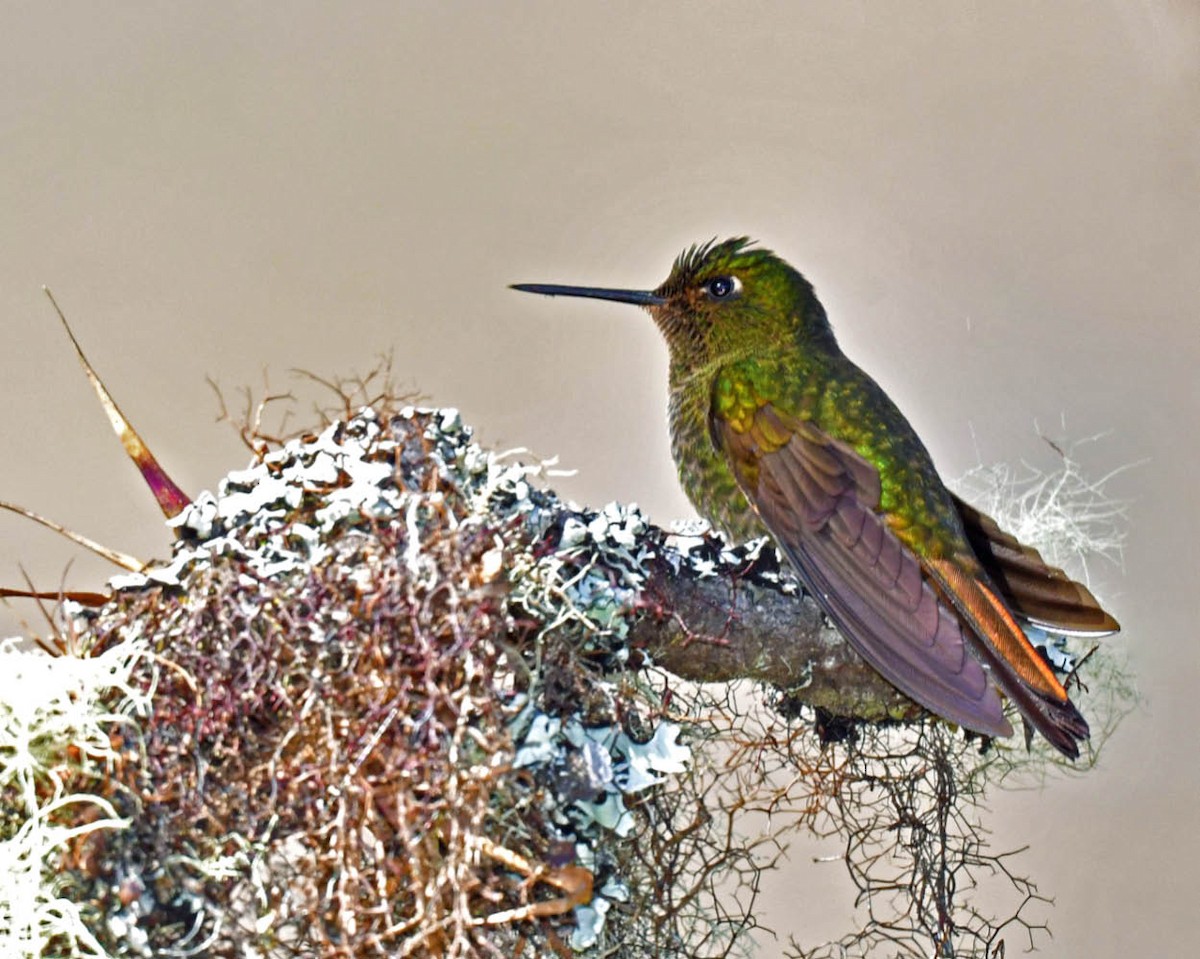 kolibřík šupinkatý - ML481111671