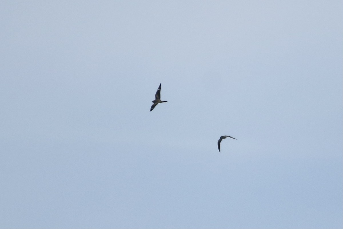 eBird Checklist 3 Sep 2022 Reeds Sod FarmAllentown Lakewood Rd