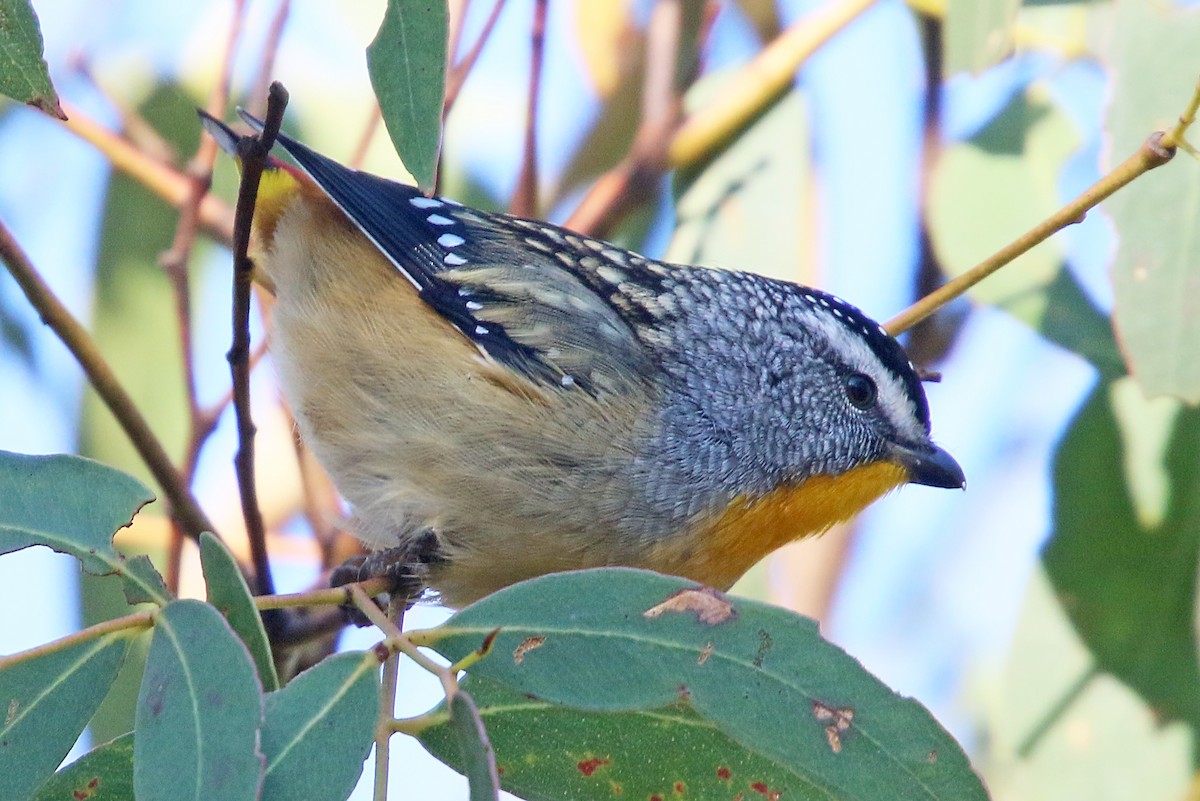 Spotted Pardalote - ML481121191