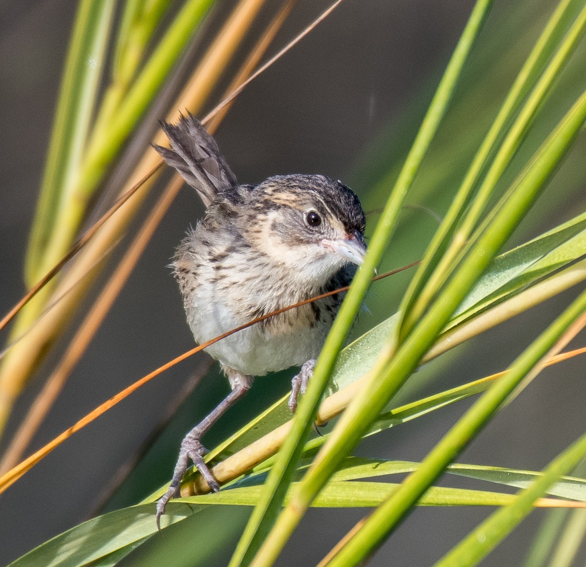 Seaside Sparrow - Liling Warren