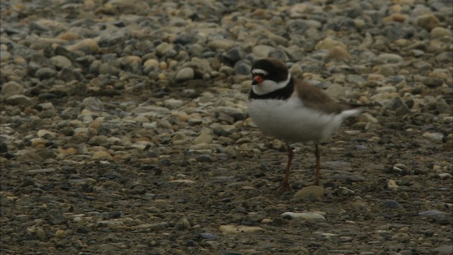 Semipalmated Plover - ML481126
