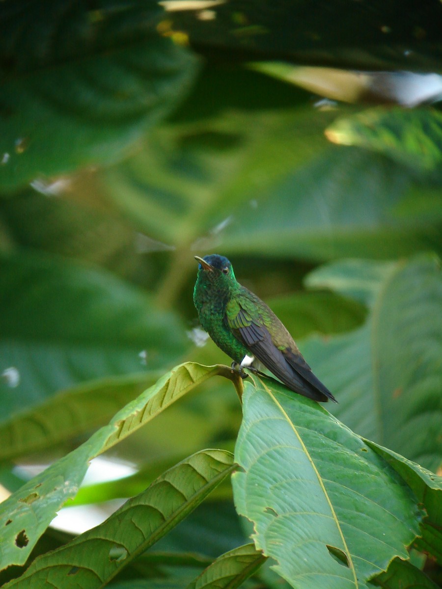 Indigo-capped Hummingbird - Bob Hargis