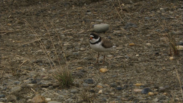 Semipalmated Plover - ML481127