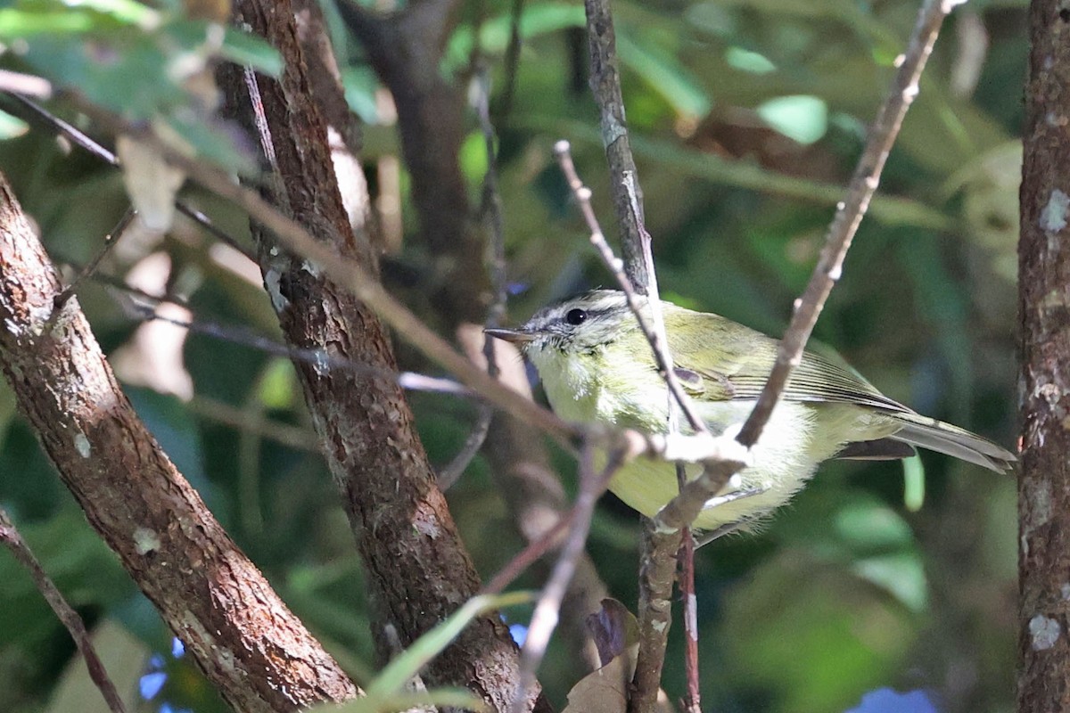 Island Leaf Warbler (New Guinea) - Trevor Hardaker