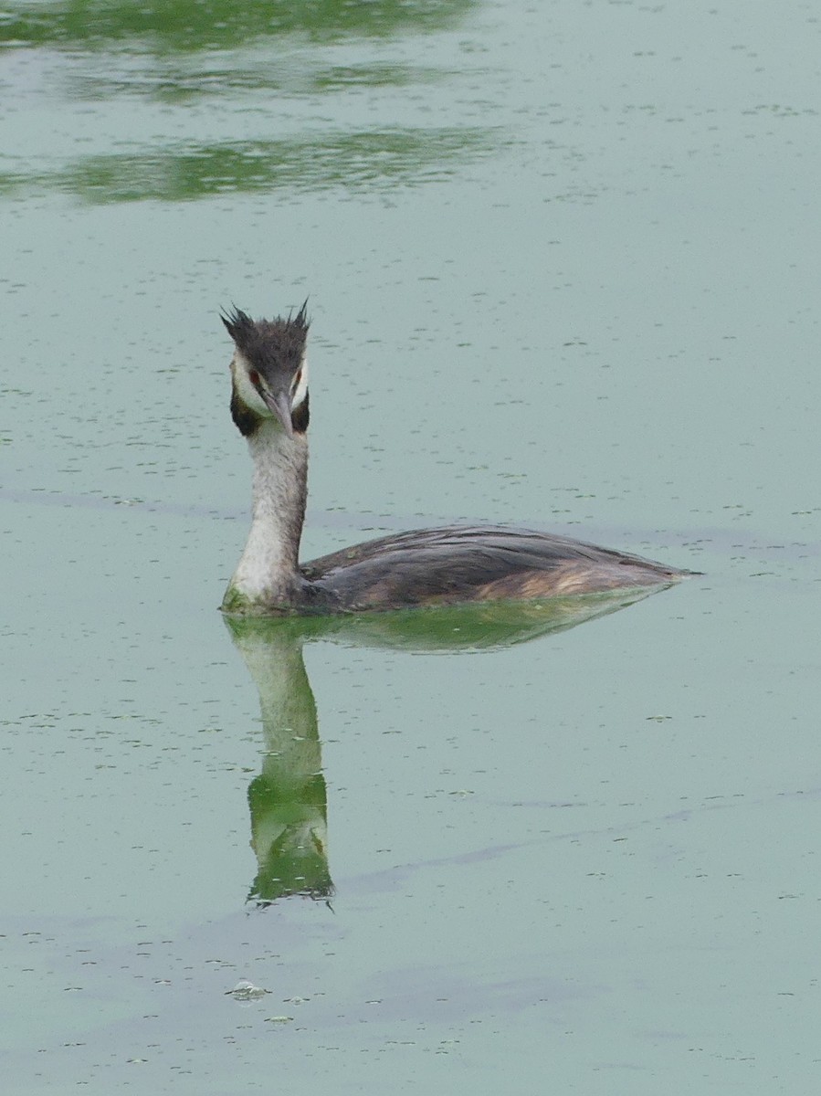 Great Crested Grebe - ML481128251