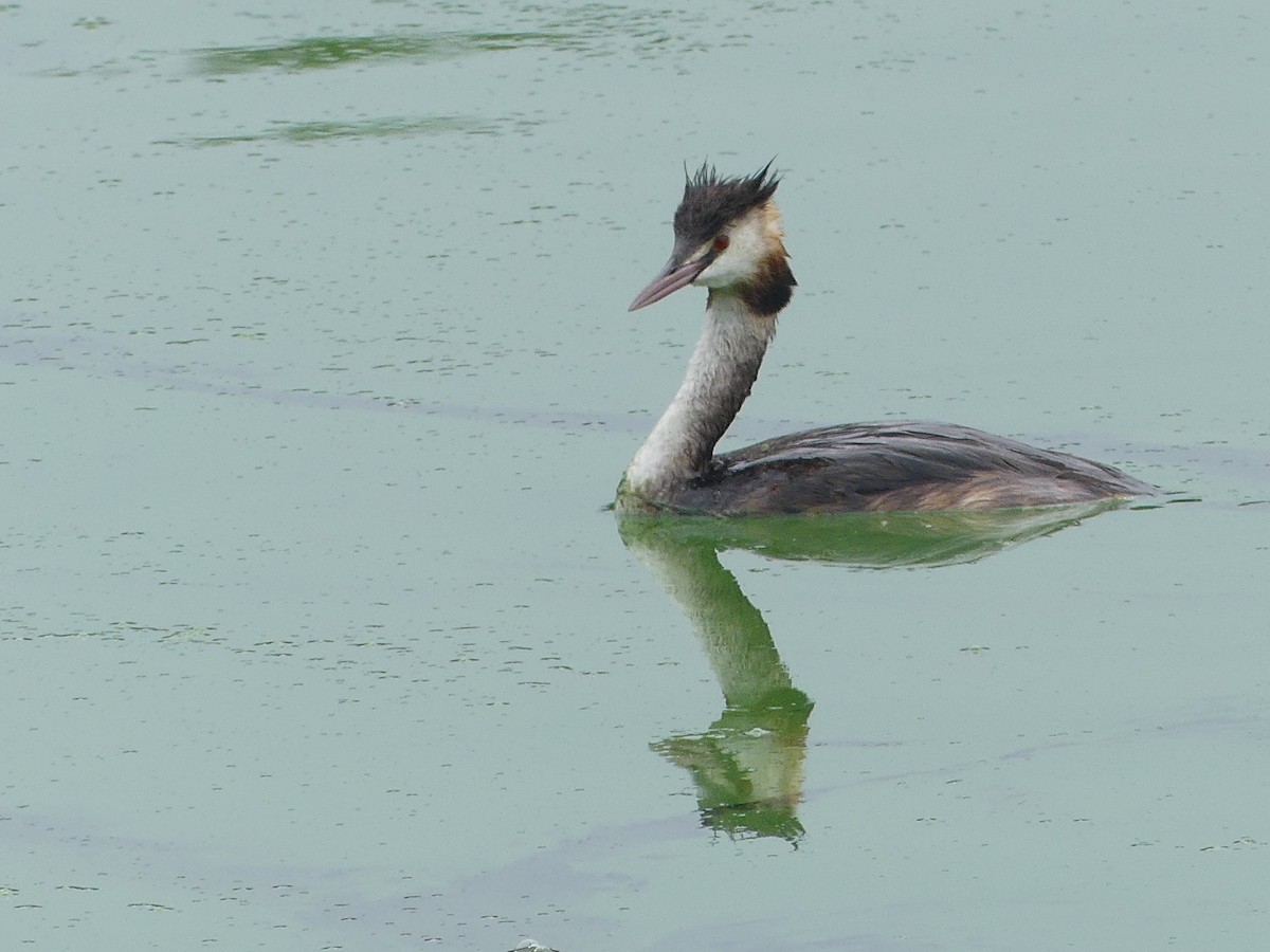 Great Crested Grebe - ML481128261