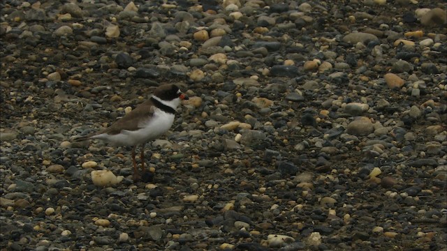 Semipalmated Plover - ML481131