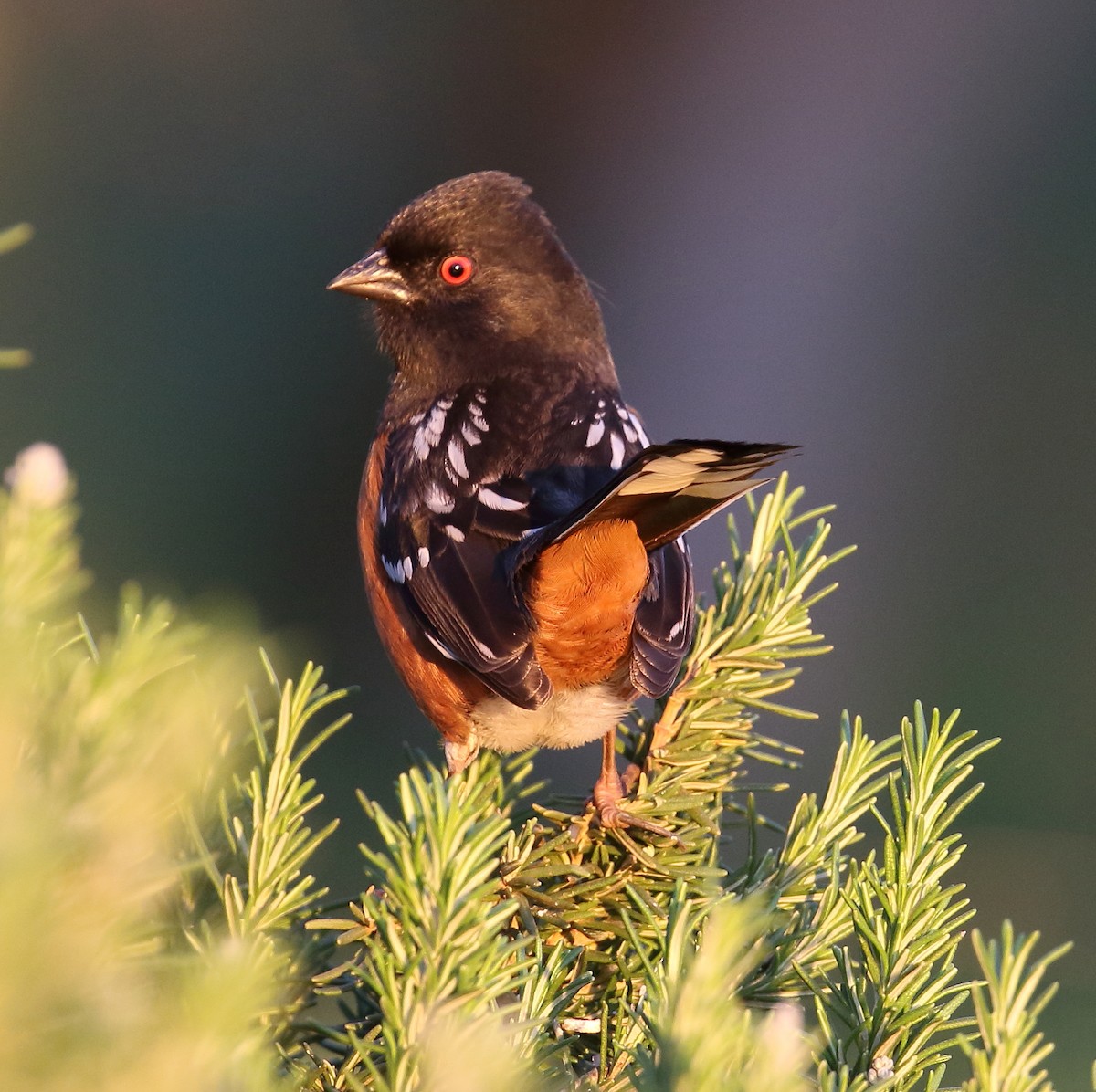 Spotted Towhee - ML48113201