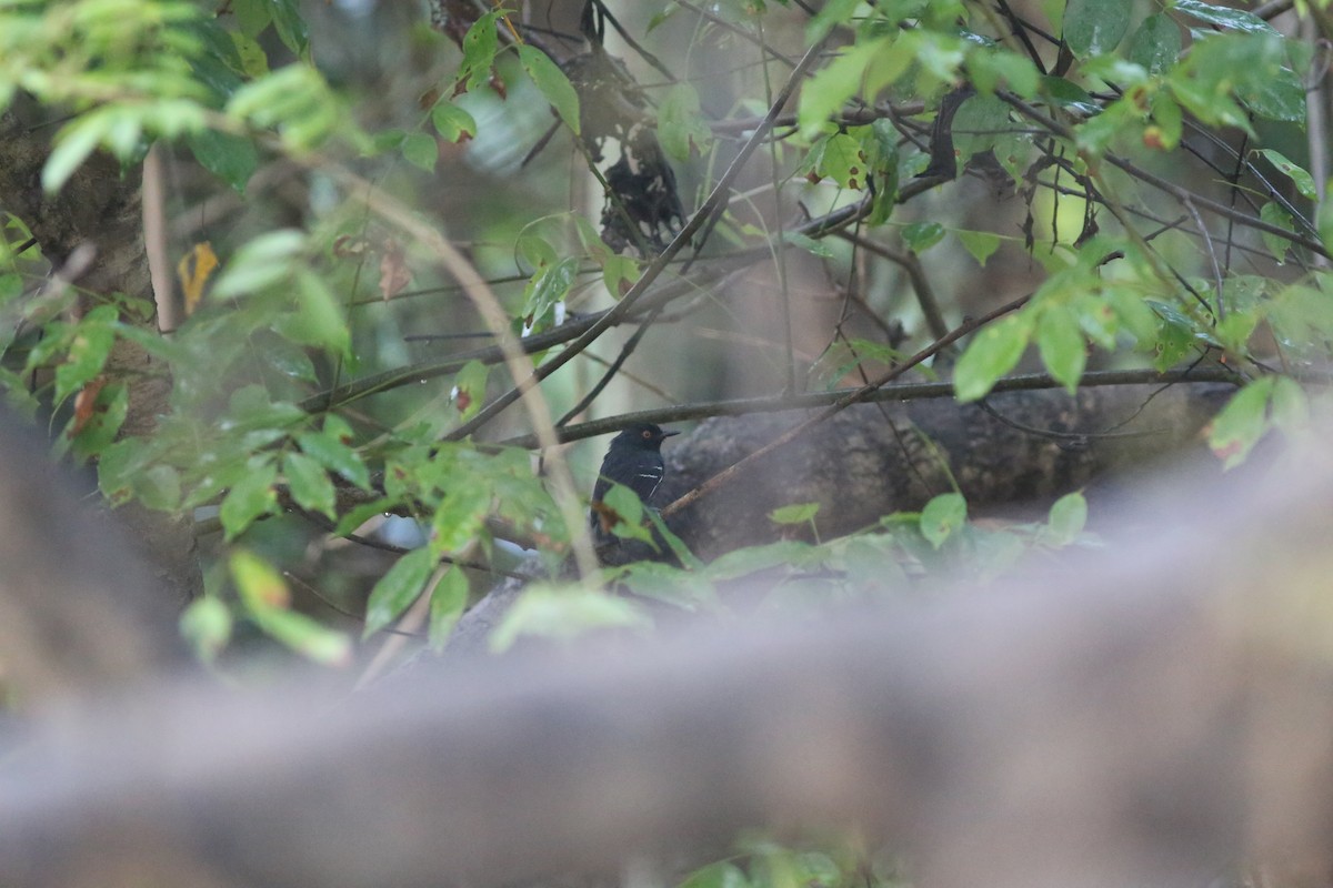 Black-tailed Antbird - ML481136571
