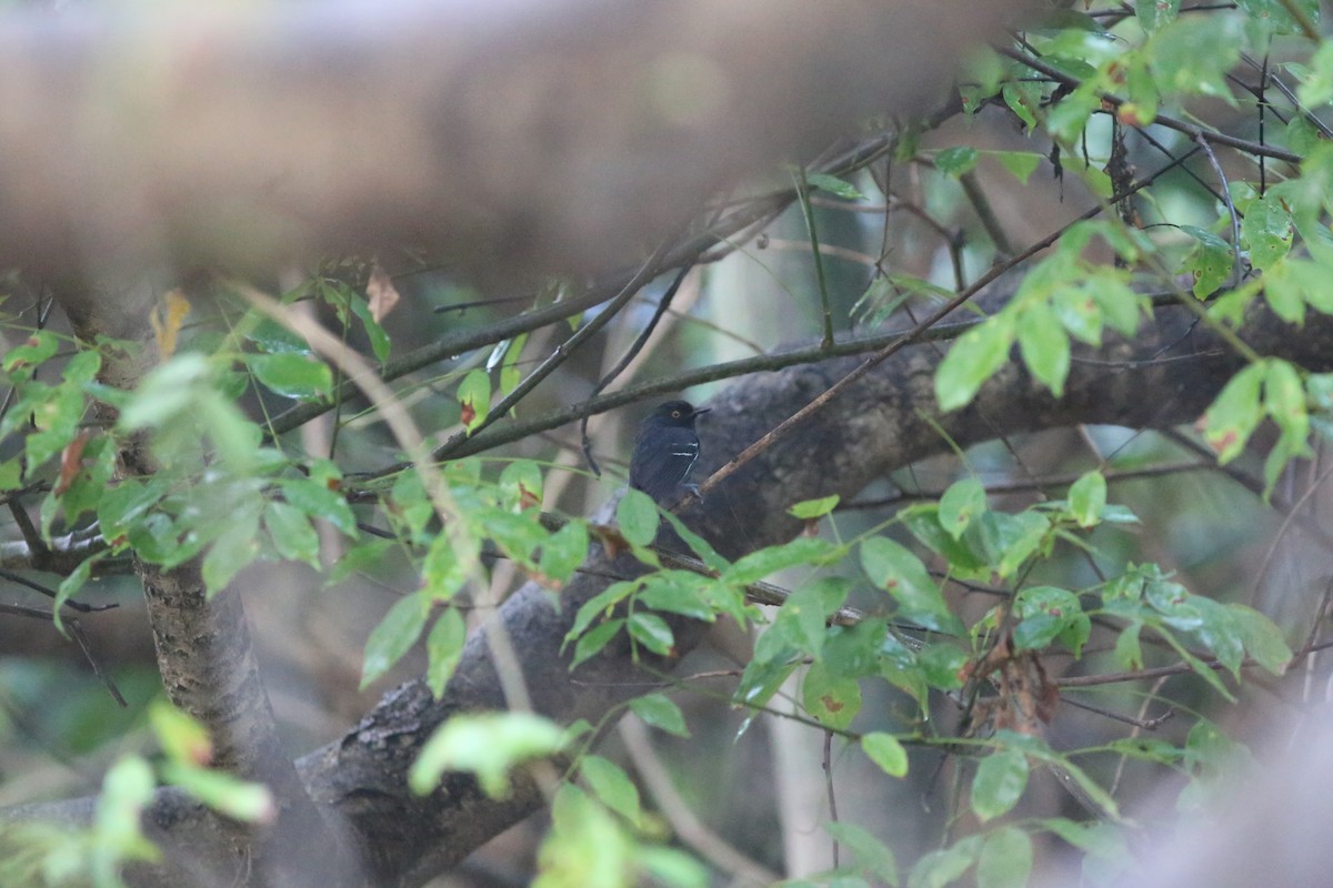 Black-tailed Antbird - ML481136581