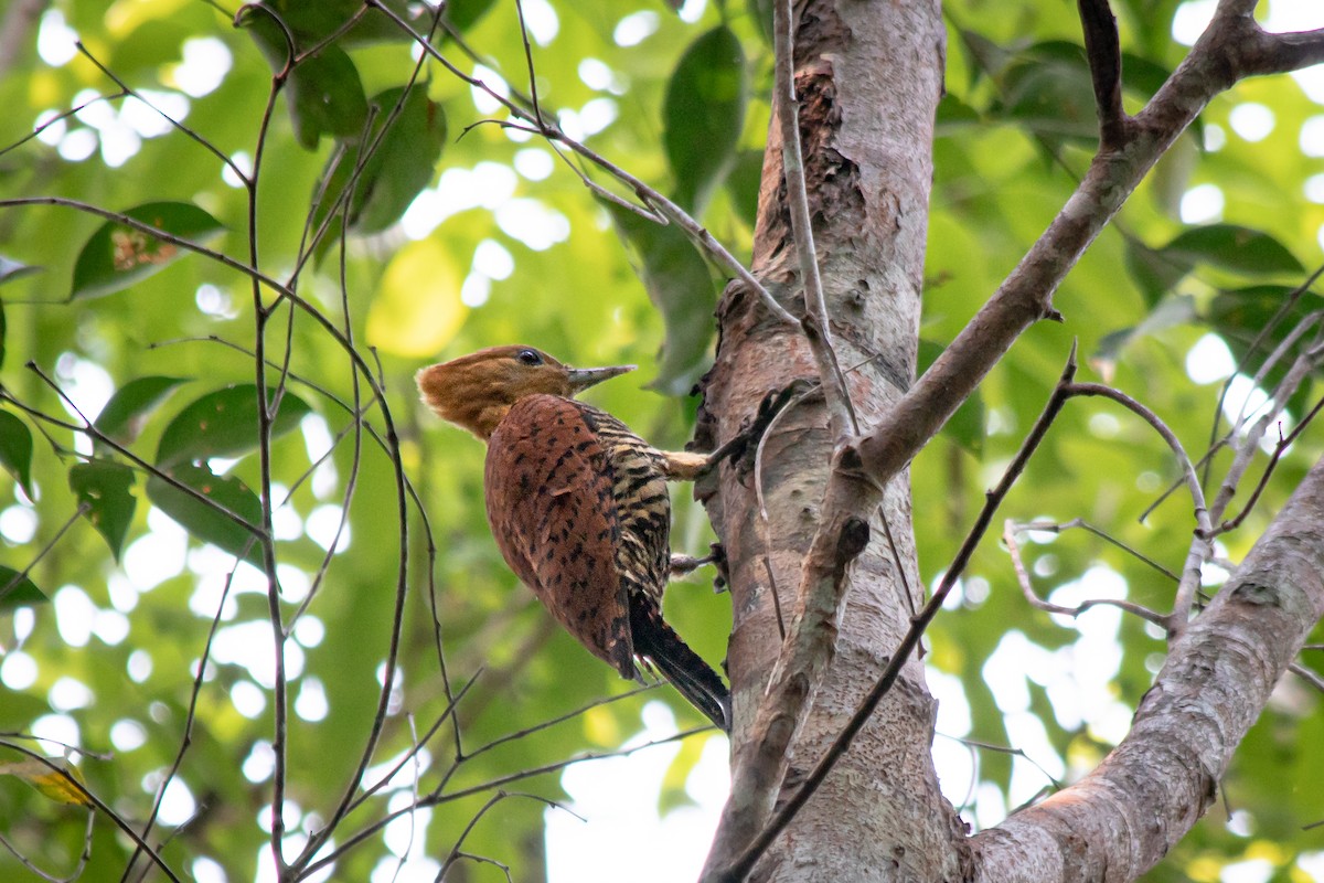 Ringed Woodpecker (Amazonian Black-breasted) - ML481136841