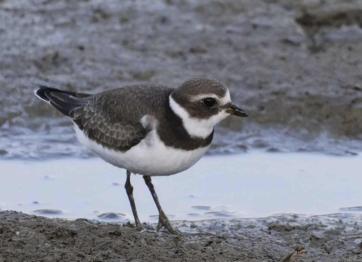 Semipalmated Plover - ML481138041