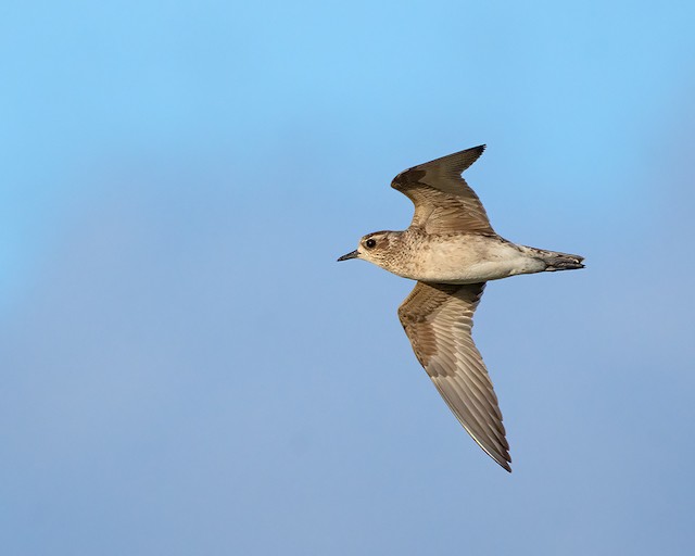 Definitive Basic American Golden-Plover. - American Golden-Plover - 