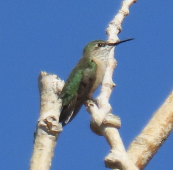 Calliope Hummingbird - ML481141381