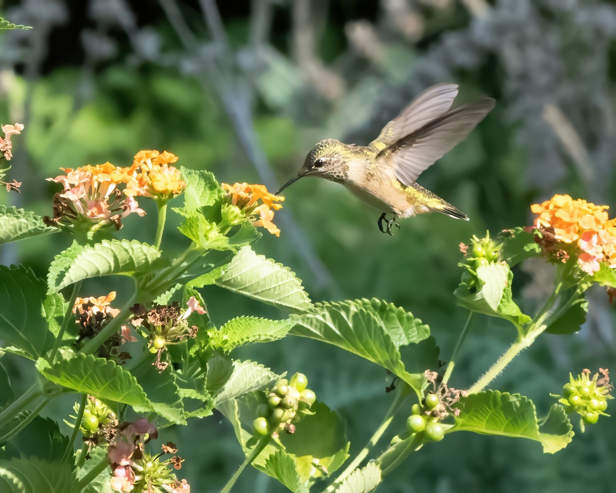 Calliope Hummingbird - Mike Yough