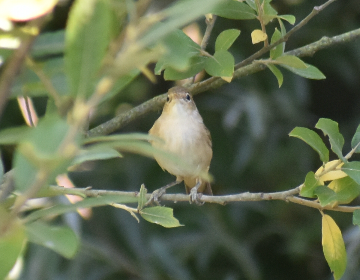 Common Reed Warbler - ML481149301
