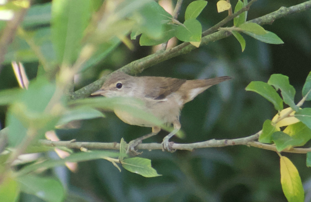 Common Reed Warbler - ML481149311