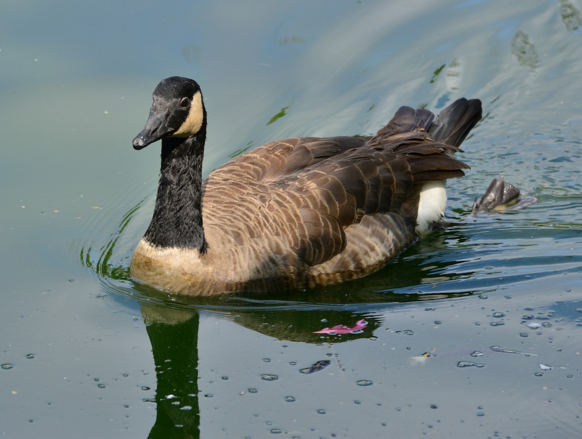 Canada Goose (canadensis Group) - ML481150061