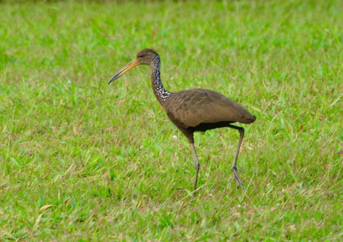 ibis zelený - ML481151151