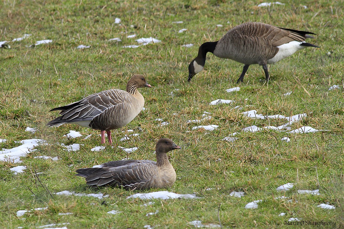 Pink-footed Goose - ML48115181