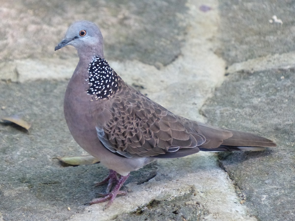 Spotted Dove - Peter Fullagar