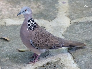 Spotted Dove, ML48115681
