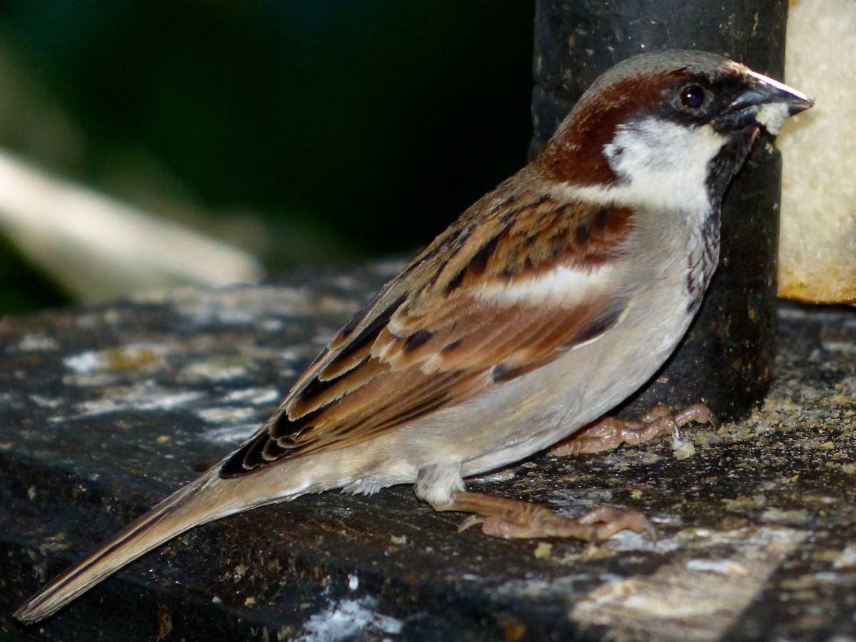 House Sparrow - Peter Fullagar