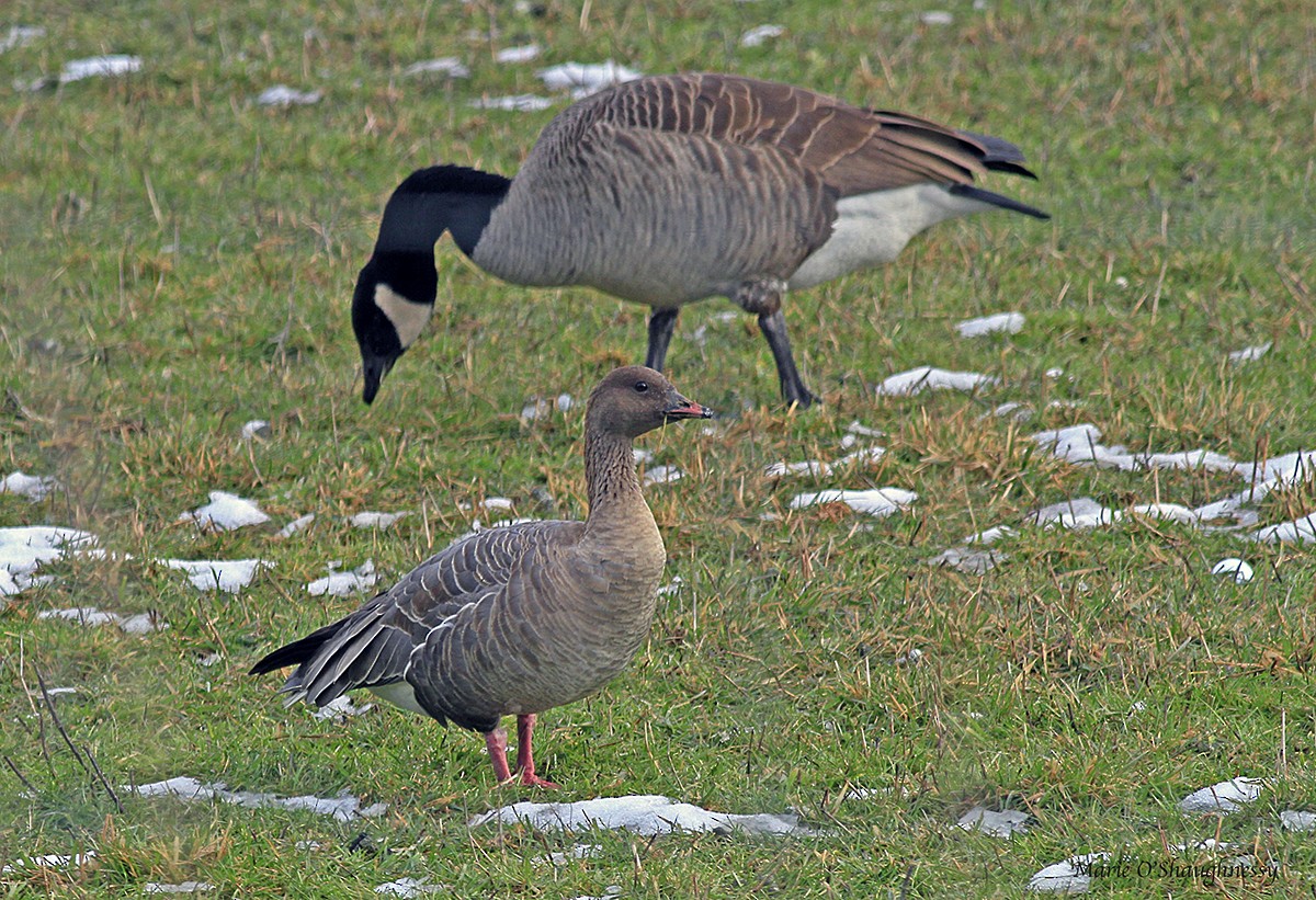 Pink-footed Goose - ML48116271
