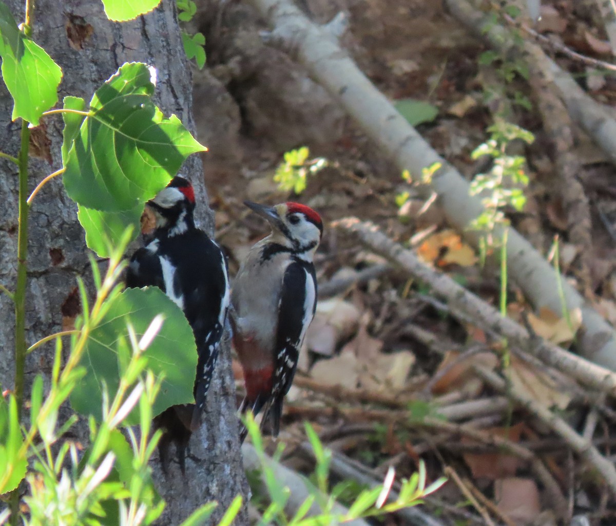Great Spotted Woodpecker - ML481163871