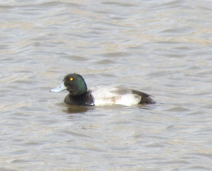 Greater Scaup - ML48116761