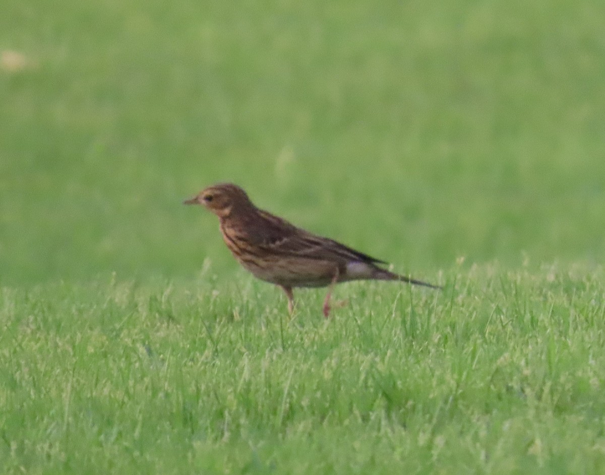 Red-throated Pipit - ML481169871