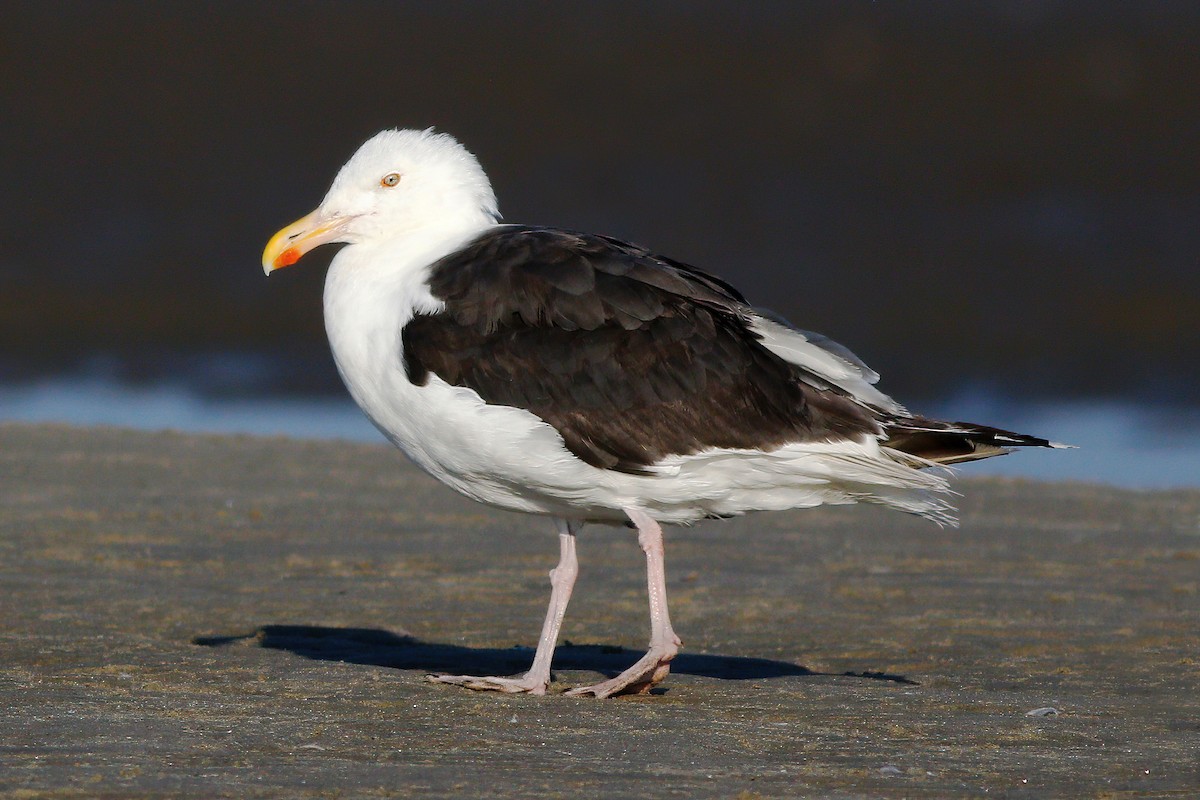 Great Black-backed Gull - Gary Jarvis