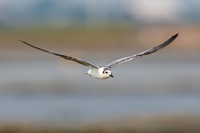 White-winged Tern - ML48117901