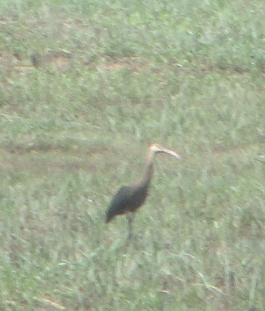 ibis americký - ML481182051