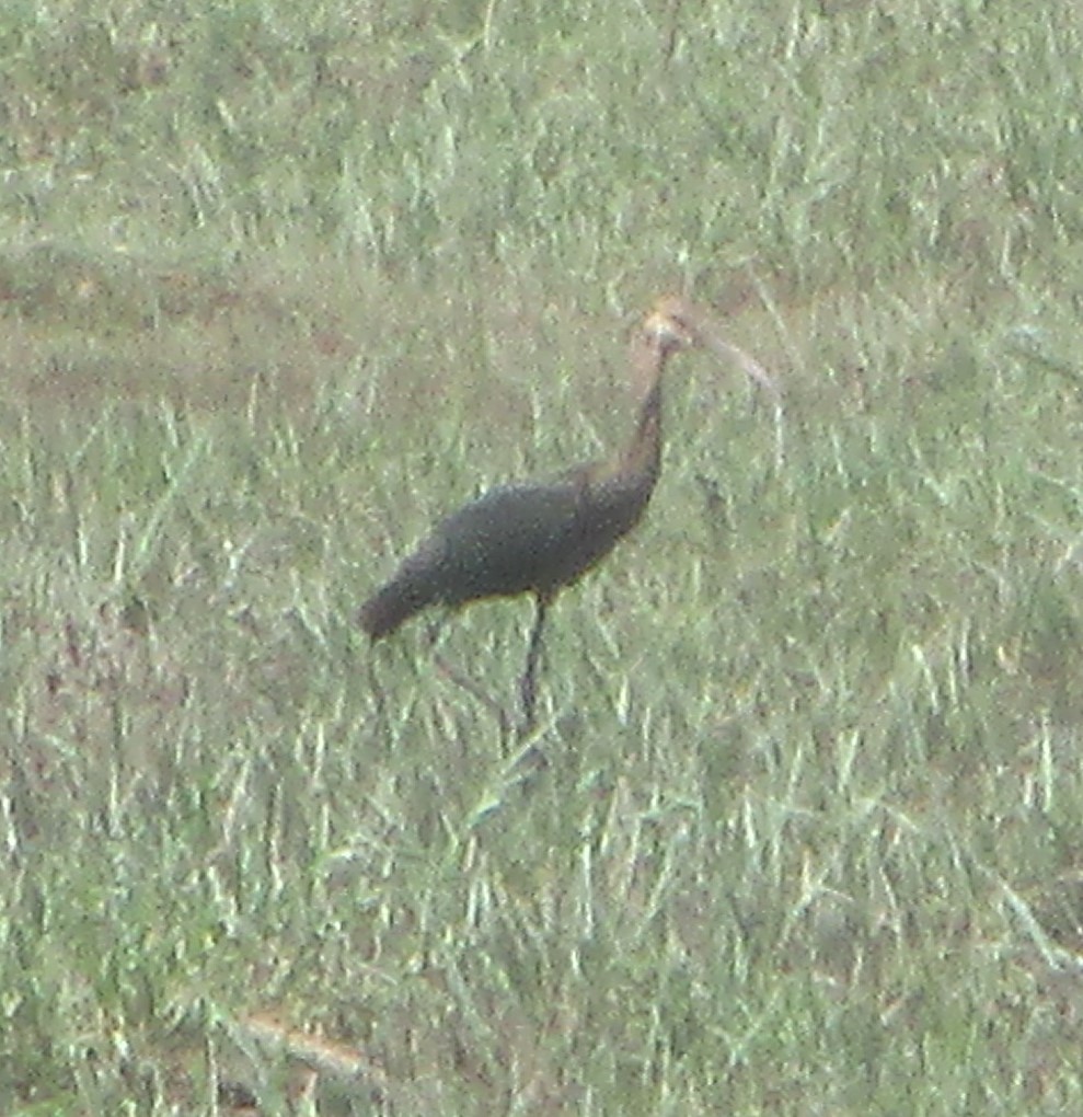 ibis americký - ML481182061