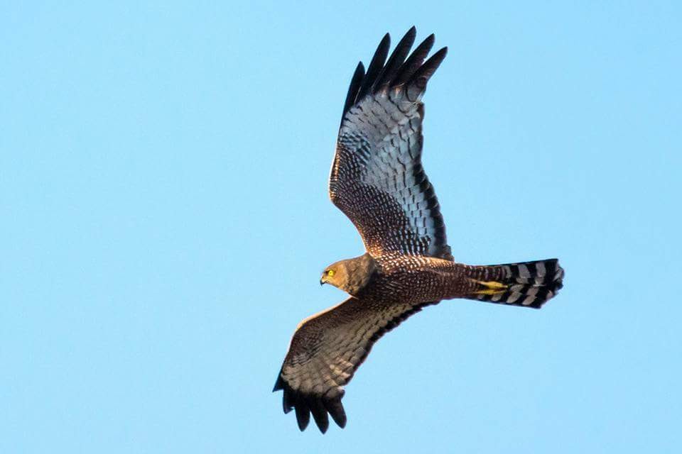 Spotted Harrier - Edward Smith