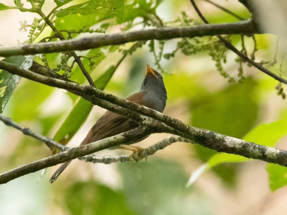 Andean Solitaire - ML481182421