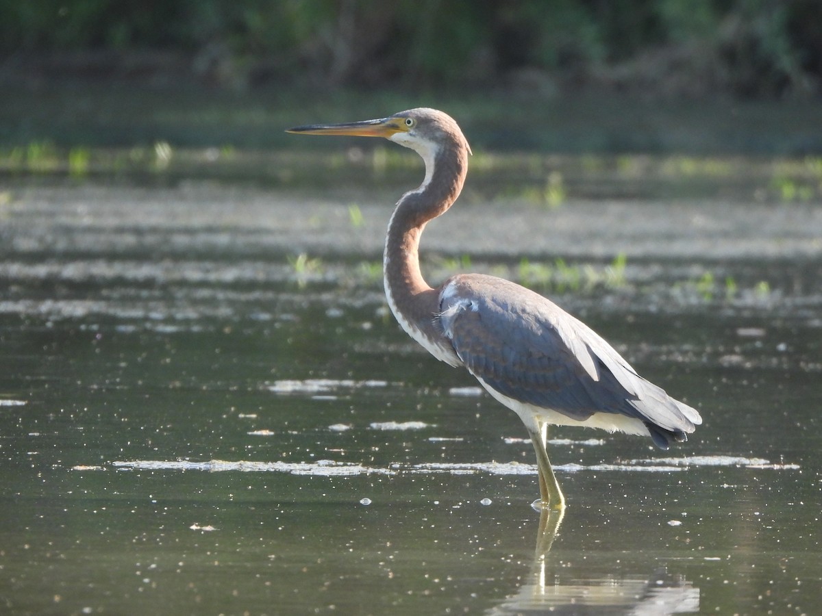 Tricolored Heron - Mike Epler