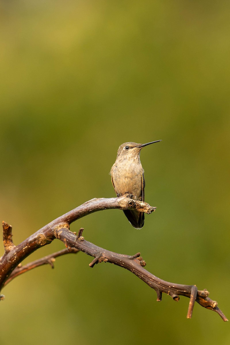 Anna's Hummingbird - ML481190991