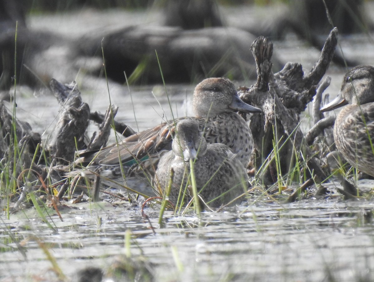 Green-winged Teal - ML481193371