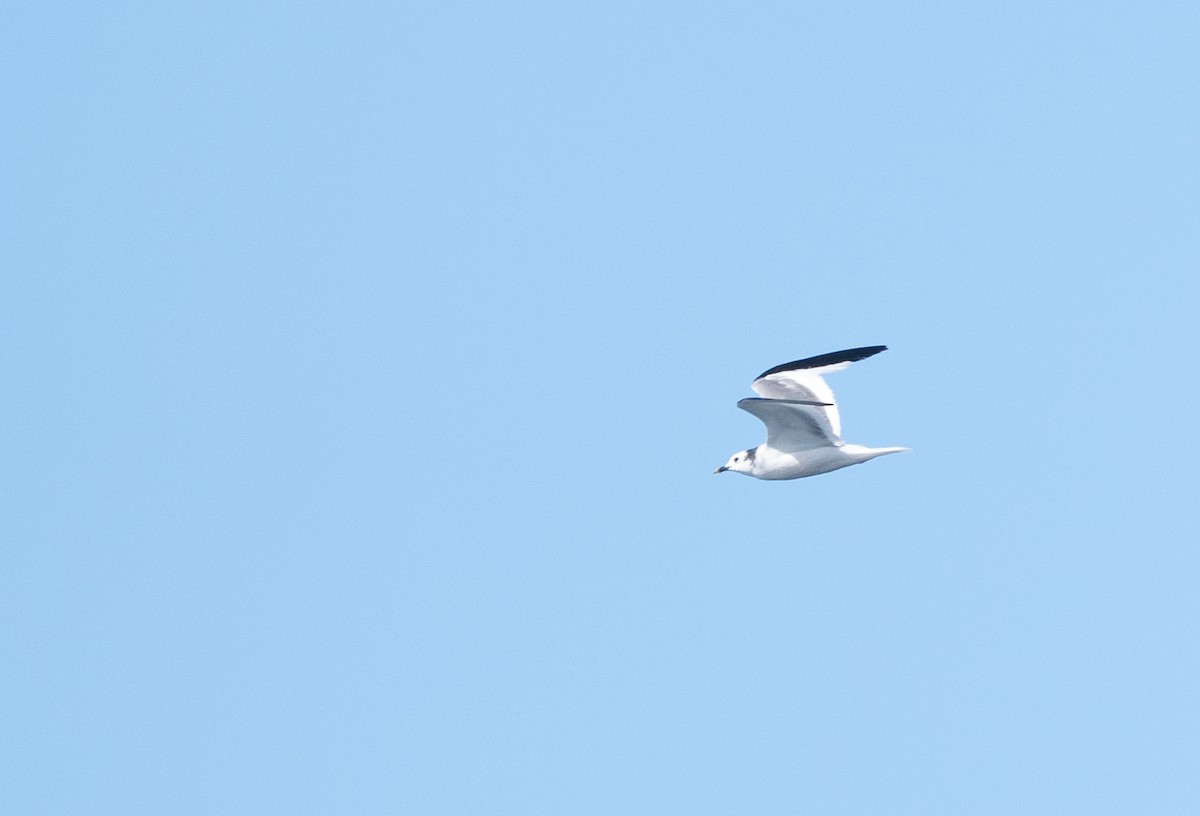 Sabine's Gull - ML481196941