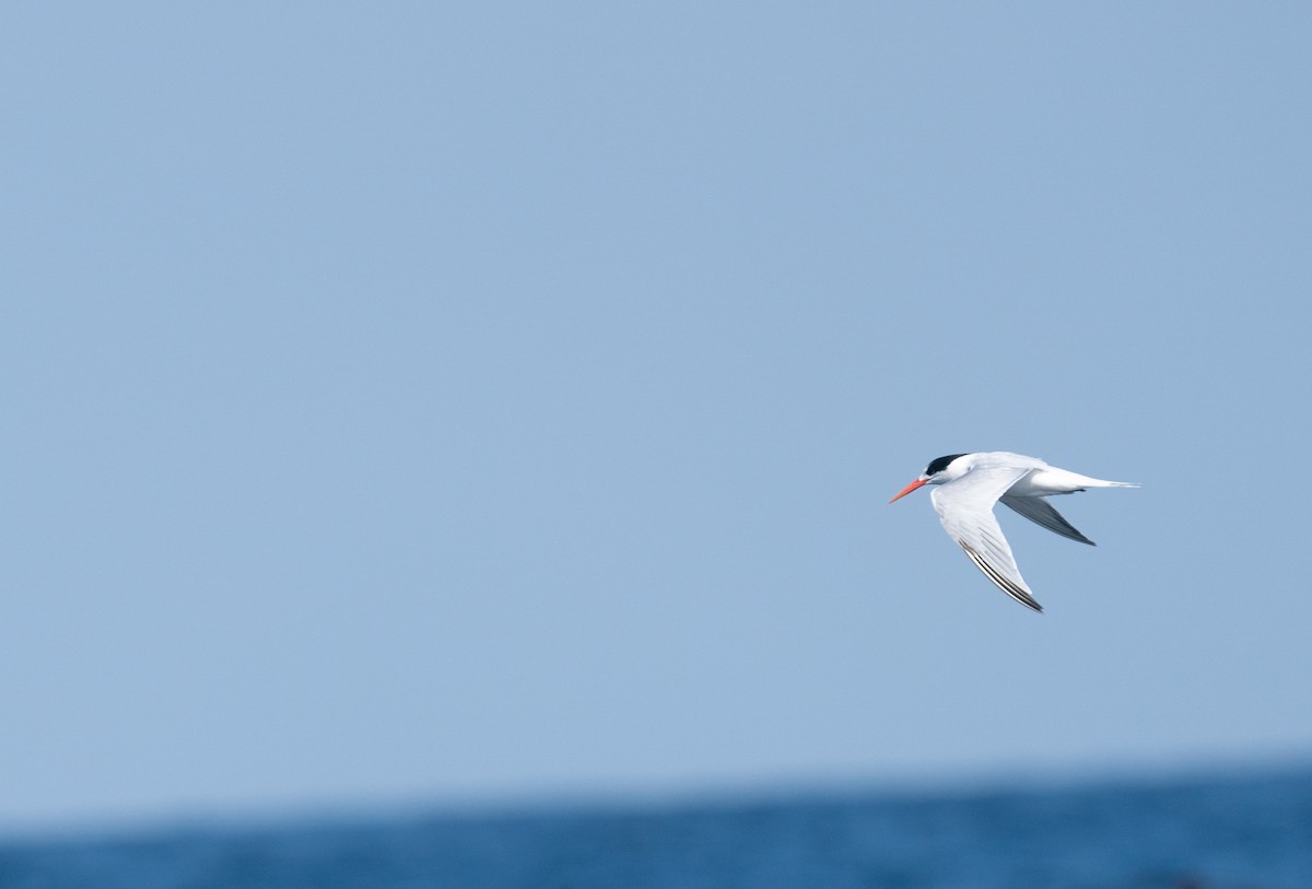 Elegant Tern - ML481197161