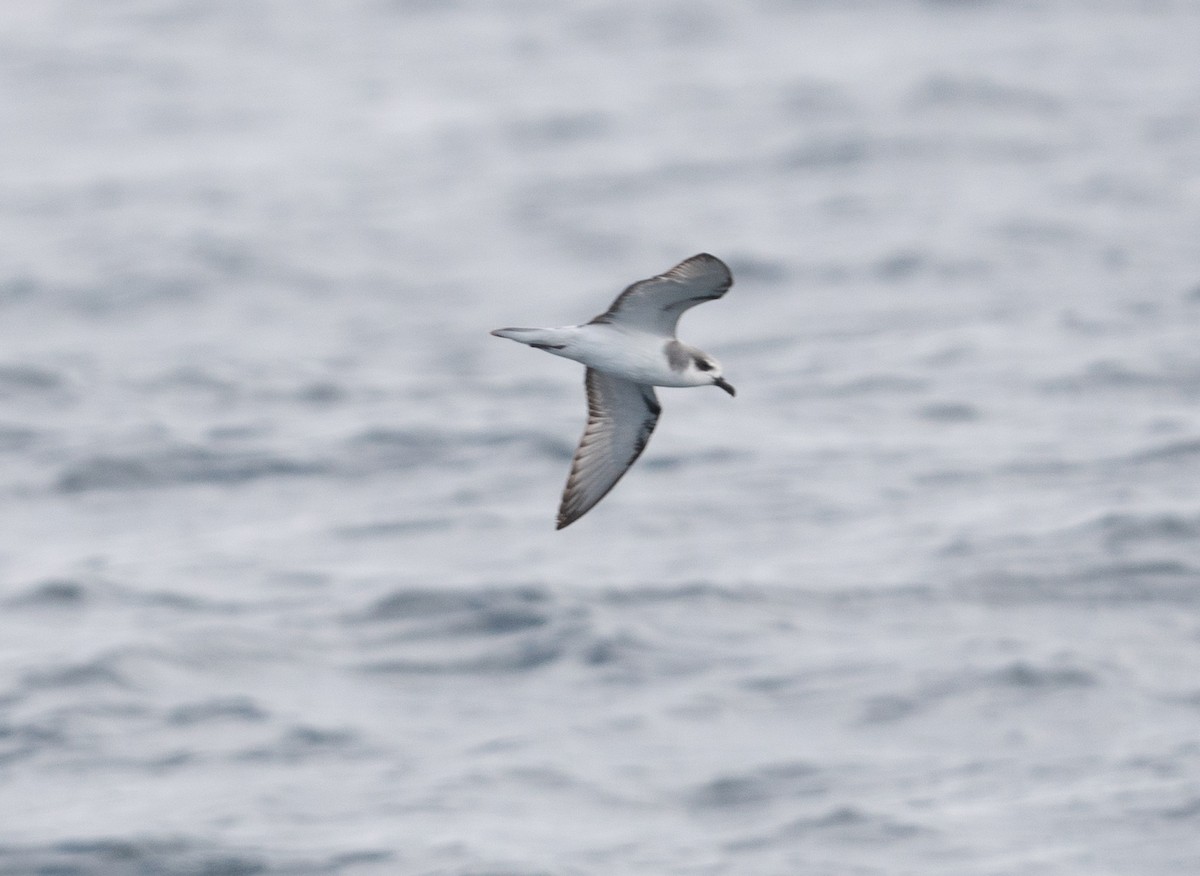 Masatierra Petrel - ML481197591