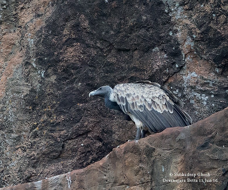 Indian Vulture - ML48120041