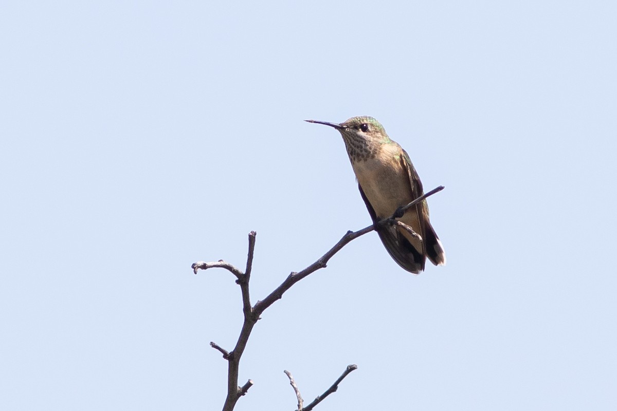 Calliope Hummingbird - ML481202071