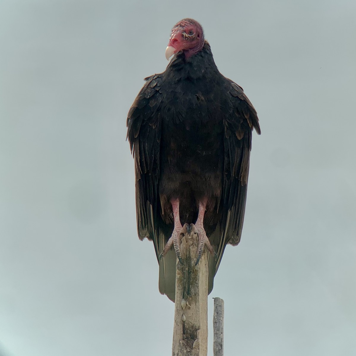 Turkey Vulture - ML481204391