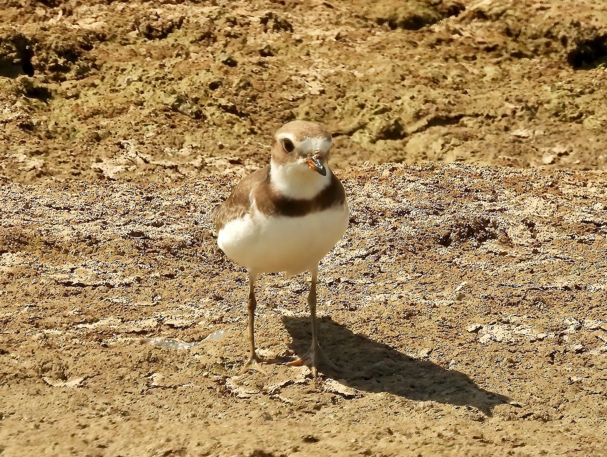 Semipalmated Plover - ML481207151
