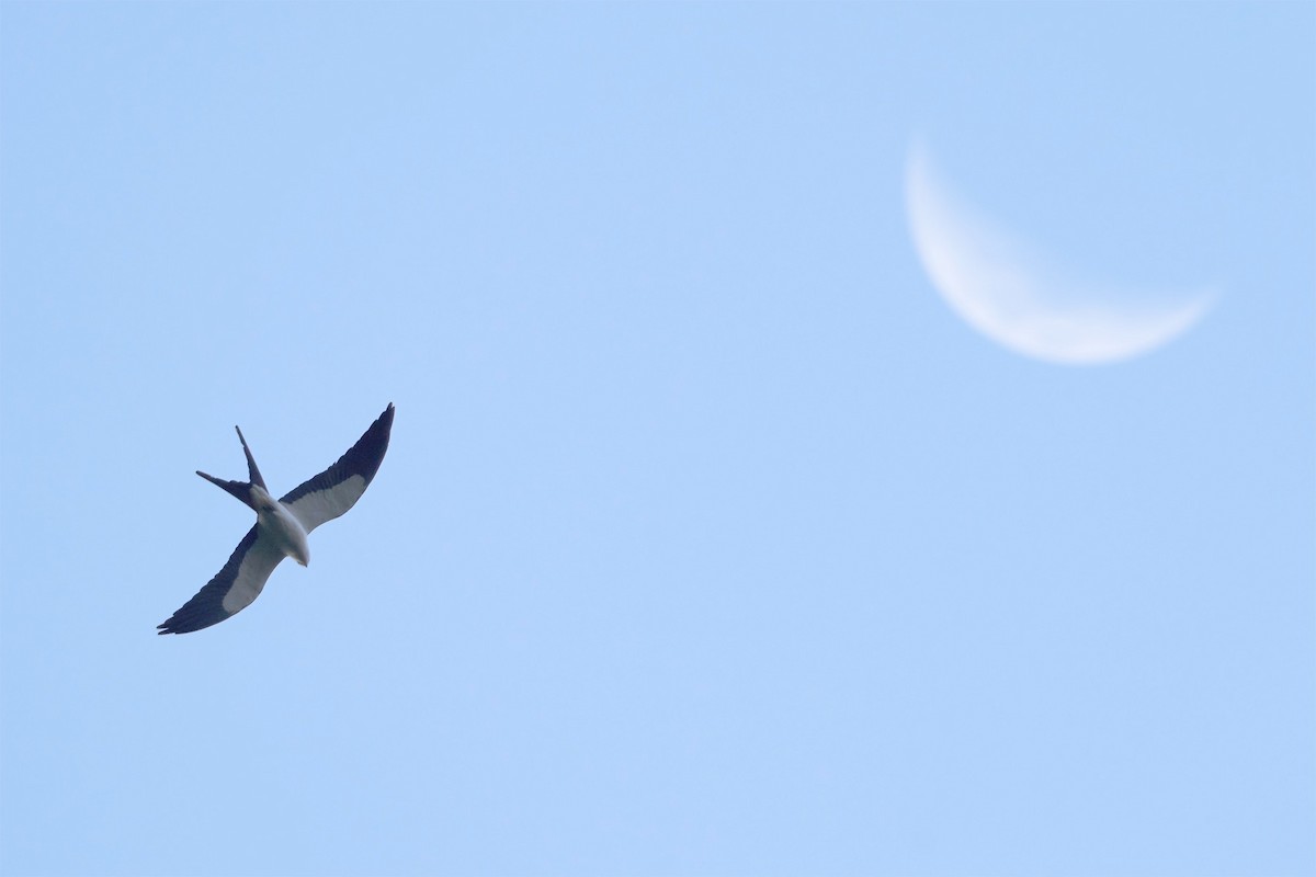 Swallow-tailed Kite - Martjan Lammertink