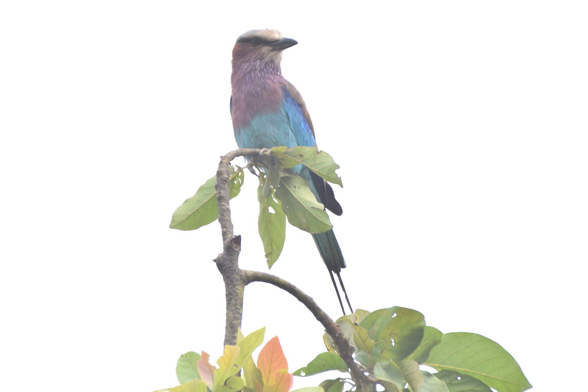 Lilac-breasted Roller - ML481208161